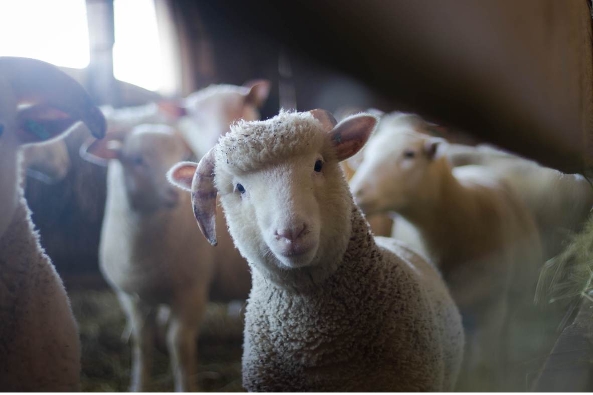 Ayıdan İnsanlık, Keçiden Ayılık